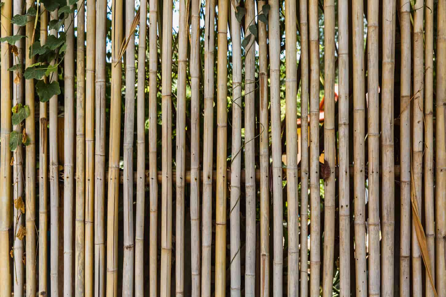 An image of a bamboo fence with greens for the background in a tropical country.
