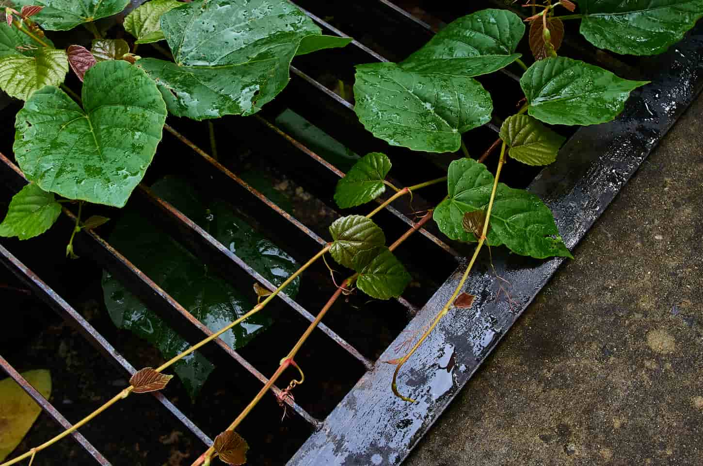 An image of a metal grid of the drainage trough with leaves and vines on top of it.